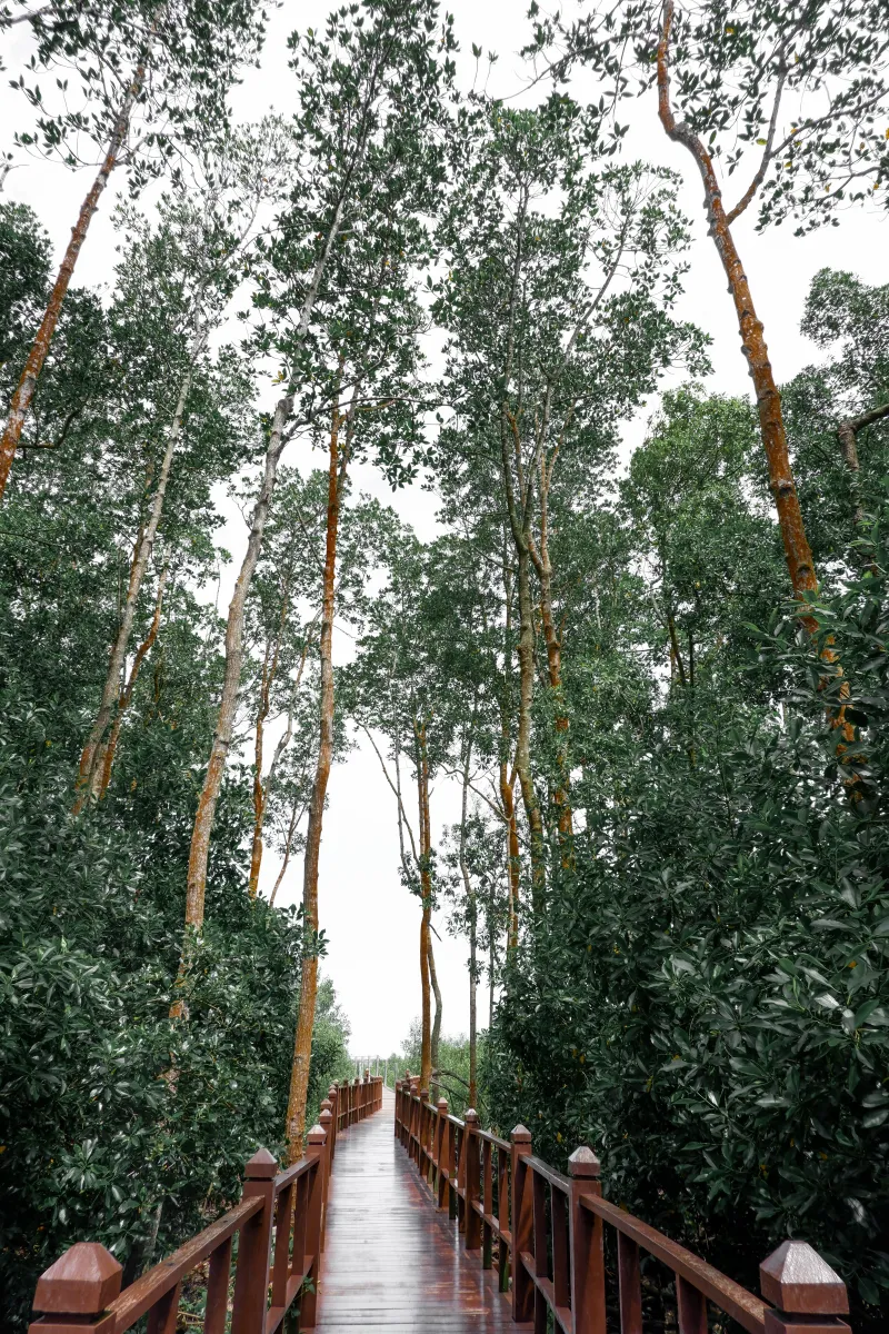 Tanjung Piai National Park - Nature destination near Johor Bahru